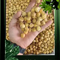 انجیر سوپر As صدر درصد گوشتی برفی سفید ویترینی