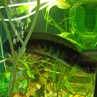 معاوضه ماهی چانا بسیارخوشرنگ با ماهی دیگه|ماهی|نیشابور, شهرک ولیعصر|دیوار