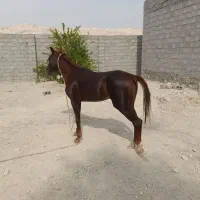 اسب|اسب و تجهیزات اسب‌سواری|بندرلنگه, |دیوار