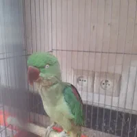 سلام و عرض ادب|پرنده|مشهد, ادیب نیشابوری (شهرک غرب)|دیوار