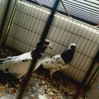 جفت پاکستانی اصل ماده بند|پرنده|اردکان, |دیوار