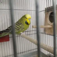 مرغ عشق انگلیسی|پرنده|دوگنبدان, |دیوار