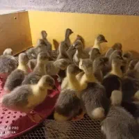 فروش عمده جوجه غاز نقد و اقساط