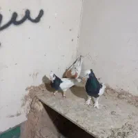 کبوتر طوقی|پرنده|شیراز, سینما سعدی|دیوار