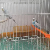 مرغ عشق
