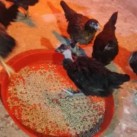 فروش ویژه جوجه محلی وتخم مرغ نطفه دار بلژیکی