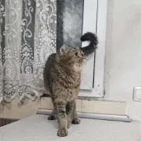 گربه اسکاتیش بلک گلد ماده شناسنامه دار و اصیل|گربه|تهران, طیب|دیوار