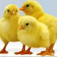 نگهبان و سرایدار