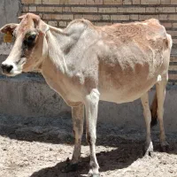 گاو. گوسفند بزبره گوسال