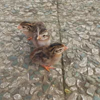 جوجه شاخدار