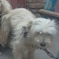 سگ گمشده