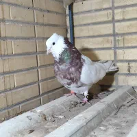 طوقی|لوازم جانبی حیوانات|شاهین‌شهر, شهرک گلدیس|دیوار