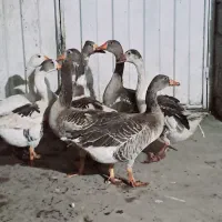 غاز محلی ،غاز محلی درشت ، غاز محلی نر و ماده