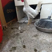 خروس|حیوانات مزرعه|مشهد, زمرد|دیوار