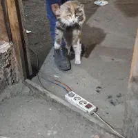 گربه پیدا کردم