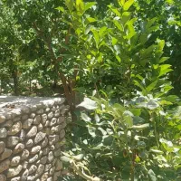 تقویت جسم و روح ، سکنا در ییلاقات