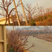 فصل هرس کاری بیل زنی