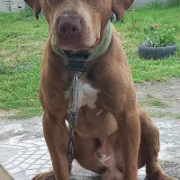 پیتبول (فقط کشش)