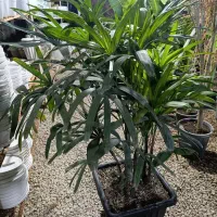 دهکده گل بوشهر|گل و گیاه طبیعی|بوشهر, |دیوار