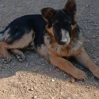 توله سگ ژرمن|سگ|هشتگرد, خور|دیوار