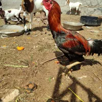 خروس زات بالا