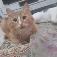 گربه نژاددار