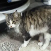 گربه نر پشمالو مهربون رایگان واگزار میشود