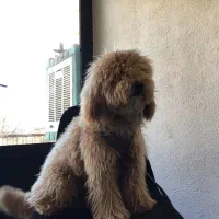 واگذاری سگ پودل