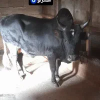 ورزا گاونر‌ چالوسی