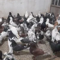 کبوتر تهرانی طوقی، مهلقی