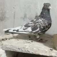 کفتر فروشی|پرنده|سبزوار, زینبیه|دیوار