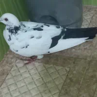 کفتر قیمت توافقی