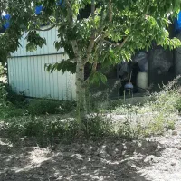 کانکس برای نگهداری مرغ و خروس و سگ|لوازم جانبی حیوانات|نوشین شهر, |دیوار