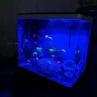 ماهی اکواریوم|ماهی|فردیس, شهرک ارم|دیوار