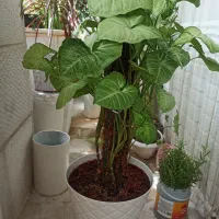 گیاه سینگونیوم