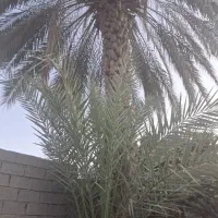 برش و قطع نخل در سراسر استان رایگان|خدمات باغبانی و درختکاری|بندر کنگان, |دیوار