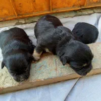 واگذاری توله|سگ|ورامین, خیر آباد|دیوار