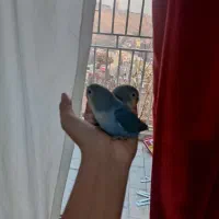 انواع طوطی برزیلی آبی،عروس هلندی ،برزیلی ،مرغ عشق