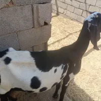 بز فروشی نزدیک‌ به زایمان