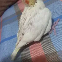 جوجه عروس هلندی لوتینو سرلاکی|پرنده|باقرشهر, |دیوار