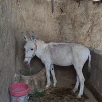 خر الاغ|حیوانات مزرعه|چگنی, |دیوار