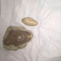 مهره اصلی و...|کلکسیون اشیاء عتیقه|سیب و سوران, |دیوار