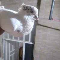 سلام نرو ماده کاکلی درجه یک