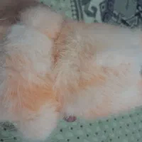 عروسک لبوبو|اسباب‌بازی بچه|خرمدره, |دیوار
