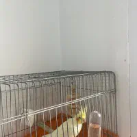 عروس هلندی ماده|پرنده|رشت, منظریه|دیوار