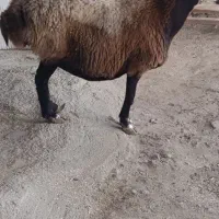 راسته گوشتی