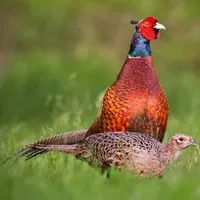 تخم نطفه دار پرندگان زینتی|پرنده|بروجرد, |دیوار