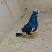 قهره سیاه کله سفید|پرنده|فریمان, |دیوار