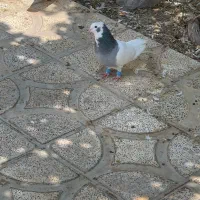 طوق سبز