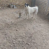 ماده سگ سرابی ۳ ساله